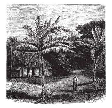 Bu görüntü palmiye ağaçları ve bir kabin oluşur. İşte bir dar sokak hangi yaşlı adam alarak bir yürüyüş, vintage çizgi çizme veya illüstrasyon oyma.