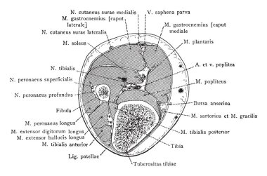 Bölümü bacak sağ diz eklemi, vintage çizgi çizme veya oyma resimde aşağıda iki santim üzerinden.