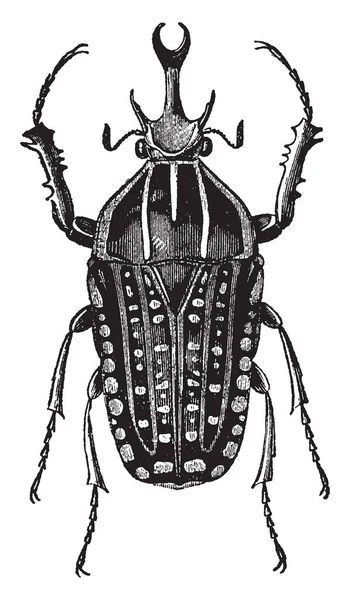 Goliathus Polyphemus Die Behoren Tot Grootste Insecten Aarde Vintage Lijntekening — Stockvector