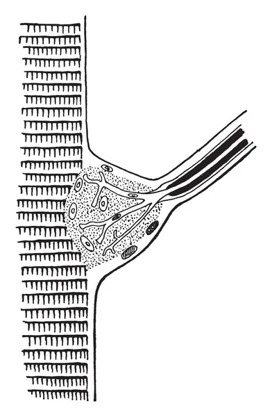 Cette Illustration Représente Terminaison Nerf Dans Une Fibre Muscle Rayures — Image vectorielle
