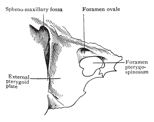 Esta Ilustración Representa Hueso Esfenoide Mostrando Foramen Pterygospinosum Dibujo Línea — Archivo Imágenes Vectoriales