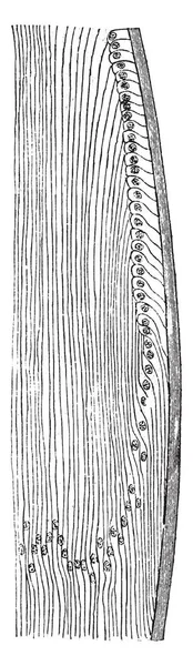 本插图通过透镜 复古线绘制或雕刻插图来表示截面 — 图库矢量图片