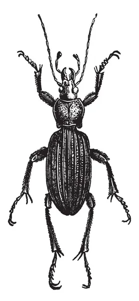 Carabus Canaliculatus Som Lever Larver Andra Insekter Vintage Linje Ritning — Stock vektor