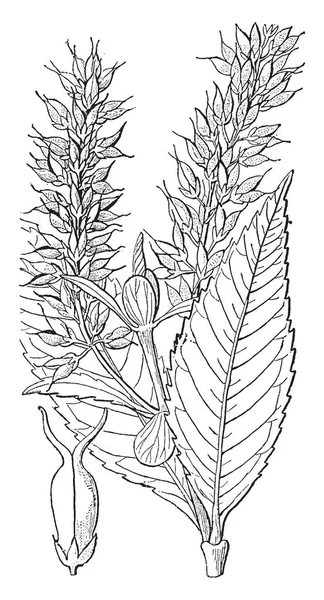 Weinmannia Alrendjébe Fák Cserjék Család Cunoniaceae Levelek Egyszerű Vagy Szeldeltek — Stock Vector