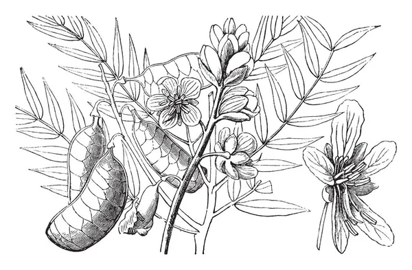 写真は フラットの豆とアレクサンドリアのセナの枝の開花植物を示しています エンドウ豆家族のメンバー 砂漠の薬用植物 ビンテージの線描画や彫刻図の最も広く収集した種の一つ — ストックベクタ