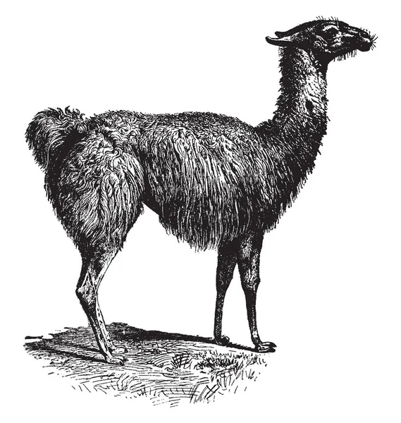 Couleur Guanaco Varie Très Peu Allant Brun Clair Cannelle Foncée — Image vectorielle