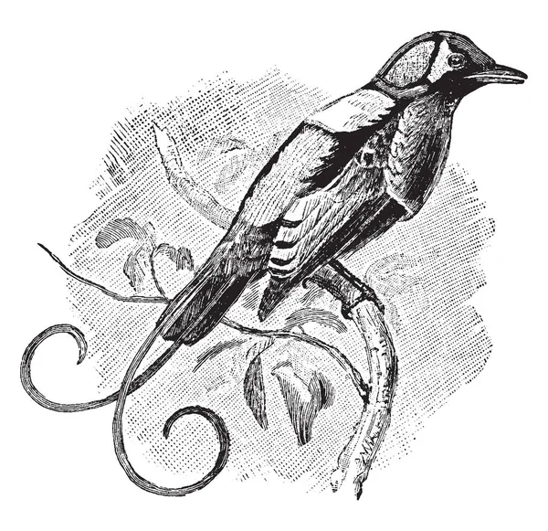 天堂的威尔逊鸟 这是一个鸟类的天堂在属 Diphyllodes 复古线画或雕刻插图 — 图库矢量图片