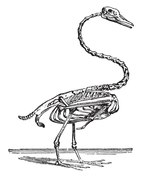 Scheletro Del Cigno Che Ramifica Intero Tessuto Cellulare Disegno Linee — Vettoriale Stock