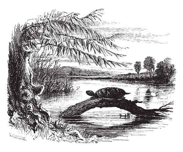 Cette Illustration Représente Turtle Log Dessin Ligne Vintage Illustration Gravure — Image vectorielle