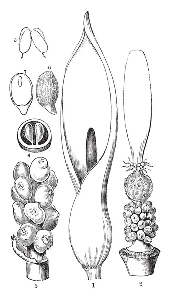 Esta Imagen Parte Wild Arum Que Está Mostrando Spathe Arum — Vector de stock