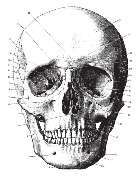 Лицевые кости черепа человека. Строение теменной кости черепа человека анатомия. Череп делится на. Кости черепа анатомия. Кости мозгового отдела черепа анатомия.