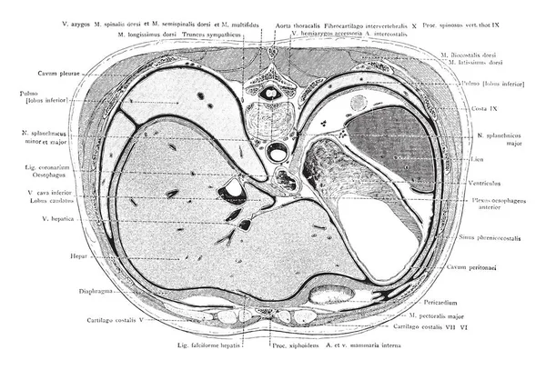 这个例证代表树干的横断面通过肝脏和胃 复古线图画或雕刻例证 — 图库矢量图片