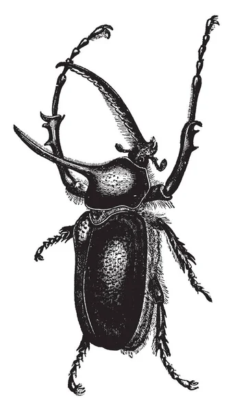 Scarabeo Porteri Che Depongono Uova Disegno Linee Vintage Incisione Illustrazione — Vettoriale Stock