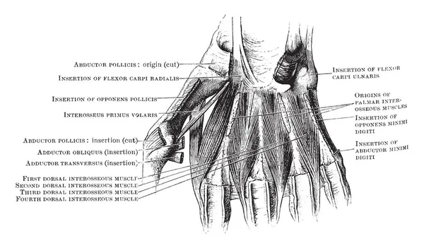 Cette Illustration Représente Dorsal Interosseous Muscles Hand Dessin Ligne Vintage — Image vectorielle