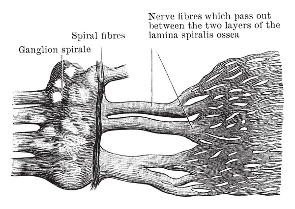 Esta Ilustração Representa Nervo Coclear Desenho Linha Vintage Gravura Ilustração —  Vetores de Stock
