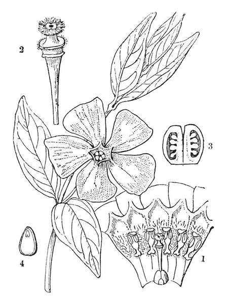 Αυτό Φυτό Έχει Χρώμα Μπλε Λευκό Και Μοβ Λουλούδι Συνδυασμός — Διανυσματικό Αρχείο