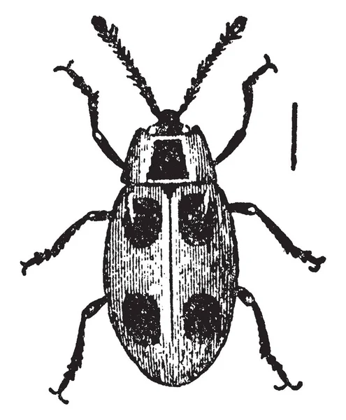 Endomychus Genellikle Bir Uğur Böceği Vintage Çizgi Çizme Veya Oyma — Stok Vektör
