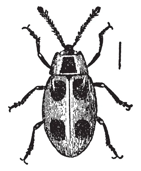 Endomychus Coccineus Часто Помилково Приймають Сонечко Vintage Штриховий Малюнок Або — стоковий вектор