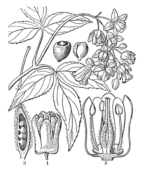 Bladdernut Japonês Planta Com Flores Margem Folha Serrilhada Arranjo Folha — Vetor de Stock