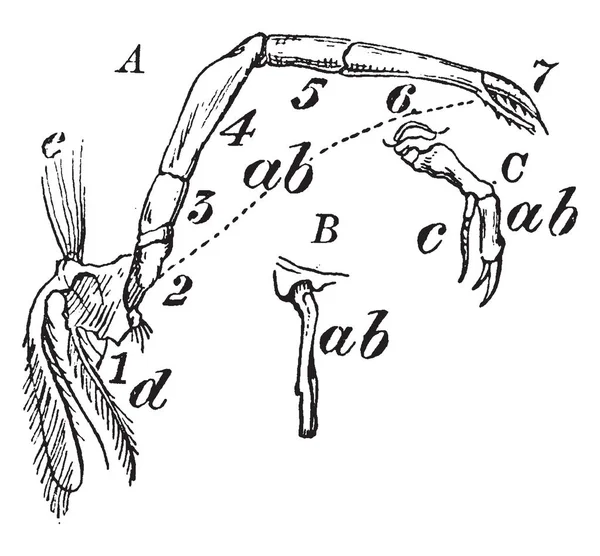 螯虾腿 Endopodite 的程度与七关节 复古线绘画或雕刻例证 — 图库矢量图片