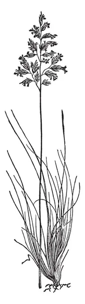 绵羊的羊茅草的图片 他的茎是非常长的大小 草分开长的成长 复古线图画或雕刻例证 — 图库矢量图片