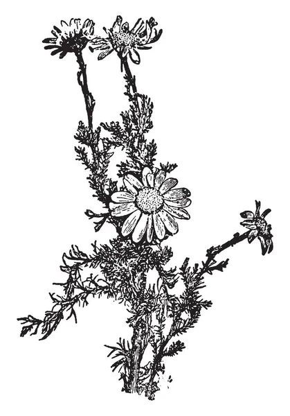甘菊是最受欢迎的野生药用植物之一 它被称为德国洋甘菊 复古线画或雕刻插图 — 图库矢量图片