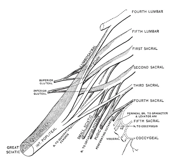 Diese Abbildung Stellt Sakralplexus Mit Pudendalplexus Vintage Linienzeichnung Oder Gravierillustration — Stockvektor