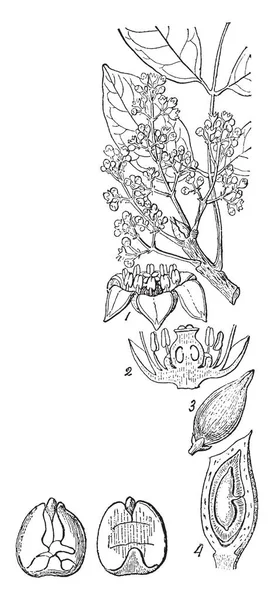 Marignia Obtusifolia Namnet Art Del Släktet Marignia Blomma Samma Uppdelad — Stock vektor