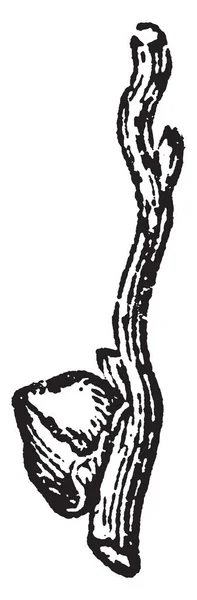 Кокосовый Цветок Ветке Дерева Зрелый Цветок Превращается Твердую Оболочку Кокоса — стоковый вектор