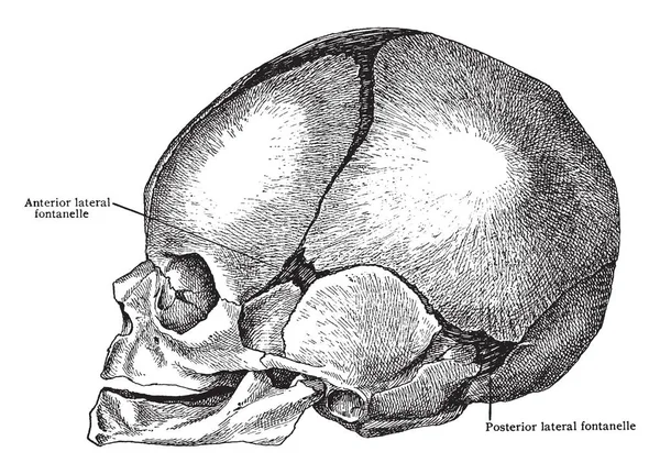 Deze Afbeelding Vertegenwoordigt Laterale Aspect Van Schedel Bij Geboorte Vintage — Stockvector