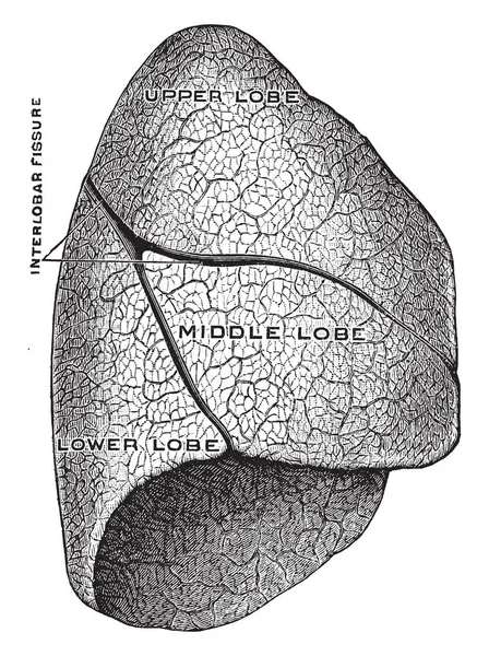 Esta Ilustración Representa Superficie Exterior Del Pulmón Dibujo Línea Vintage — Vector de stock