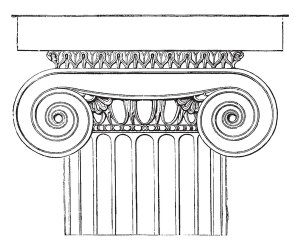 离子资本从 Polias 的圣殿 Priene 多立克 Echinus Cyma 西马装饰的叶子 珍珠珠下 复古线画或雕刻插图 — 图库矢量图片