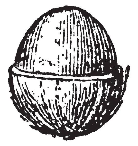 Kokosová Palma Tomto Rámci Polovina Ovoce Která Rozdělena Dvě Poloviny — Stockový vektor