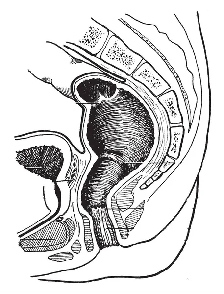 Esta Ilustração Representa Rectum Anal Cavity Desenho Linha Vintage Gravura — Vetor de Stock