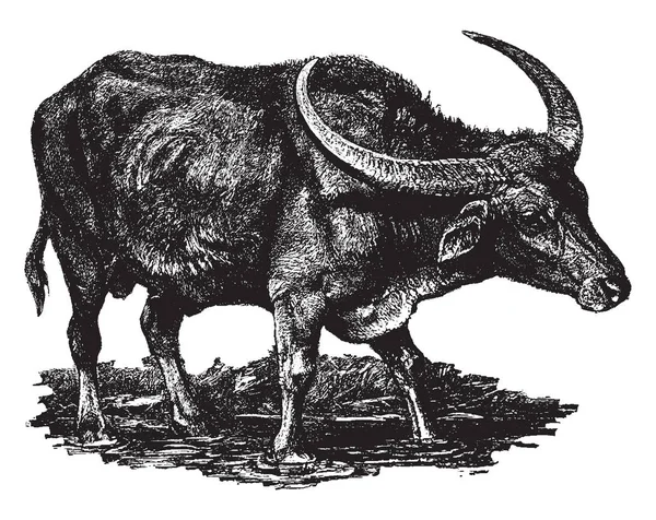 Acqua Domestica Buffalo Grande Bovidi Originario Dell Asia Meridionale Linea — Vettoriale Stock