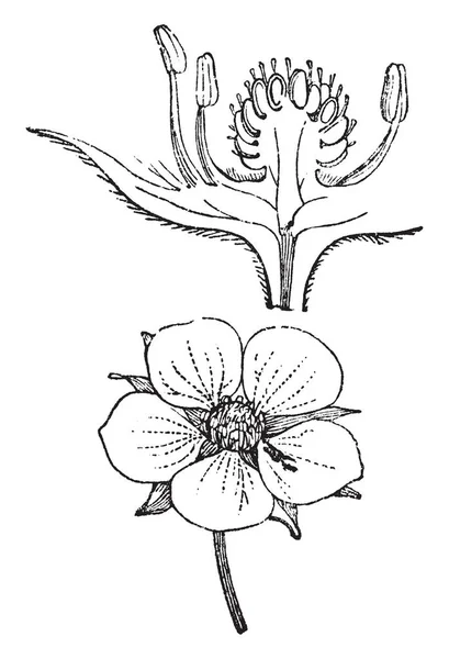 图片显示了林地草莓花的部分 花是产生果实的中心 在那里花的受精发生 复古线画或雕刻插图 — 图库矢量图片