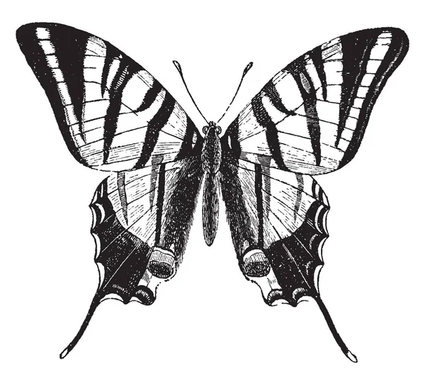 Mariposa Cola Golondrina Escasa Que Rara Algunas Partes Europa Dibujo — Archivo Imágenes Vectoriales