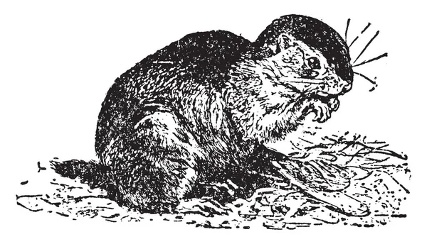 Ground Squirrels Представители Семейства Sciuridae Наиболее Тесно Связанные Родом Marmota — стоковый вектор