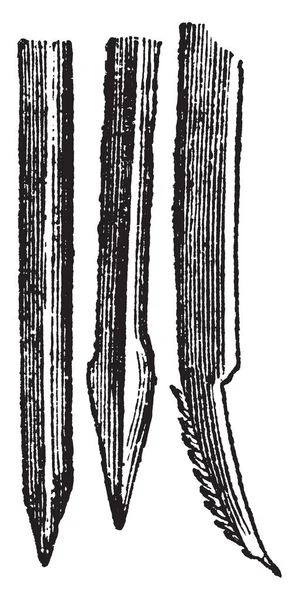ベンド ビンテージの線描画や彫刻図の凸側に鋸歯状ナットのランセット — ストックベクタ