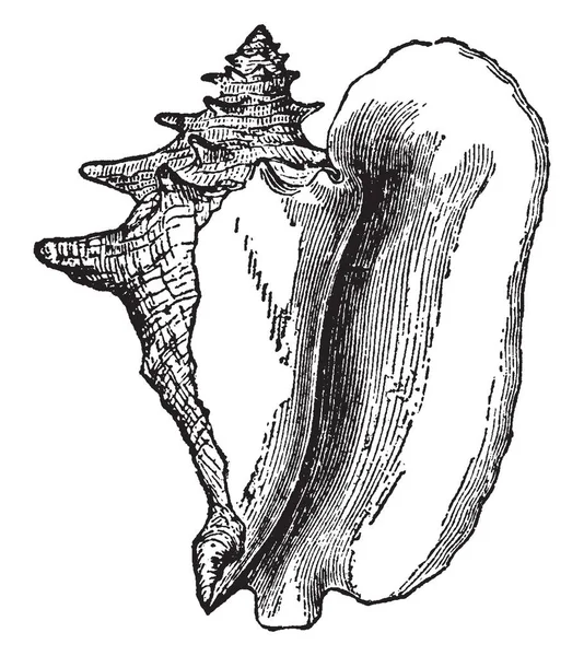 Concha Strombus Gigas Pertencente Aos Mares Equatoriais Desenho Linha Vintage —  Vetores de Stock