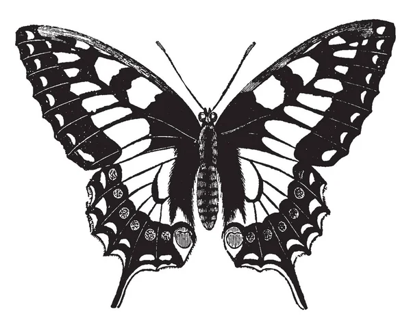 Schwalbenschwanz Schmetterling Der Einer Der Größten Und Schönsten Schmetterlinge Ist — Stockvektor