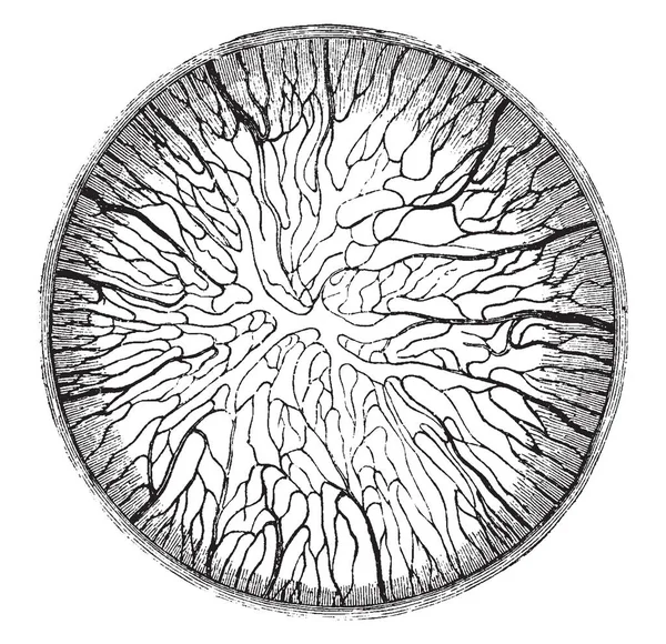 Questa Illustrazione Rappresenta Vasi Sanguigni Del Capsulopupillary Gattino Linea Vintage — Vettoriale Stock