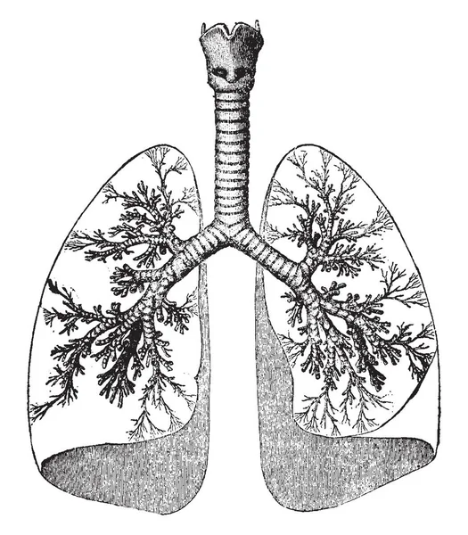 Esta Ilustración Representa Los Pulmones Tráquea Dibujo Línea Vintage Ilustración — Archivo Imágenes Vectoriales