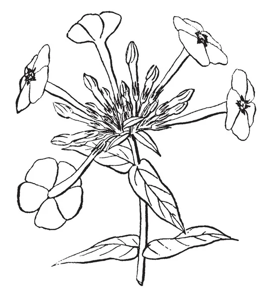 Tento Obrázek Ukazuje Květ Roční Phlox Jejich Jména Jsou Phlox — Stockový vektor