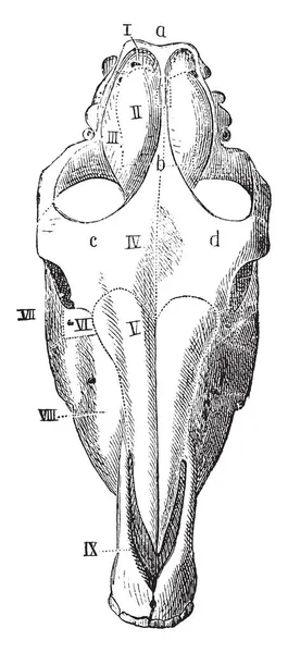 Pferdeschädel Von Oben Gesehen Dem Hinterhauptslappen Und Parietalknochen Vorhanden Sind — Stockvektor