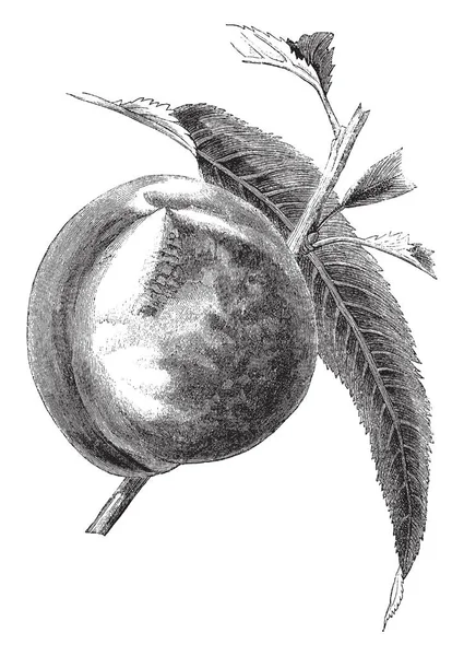 クロフォードの早い桃のイメージ これはカリフォルニア州 ヴィンテージの線画 彫刻イラストで栽培の桃の Elberta 型の最高でした — ストックベクタ