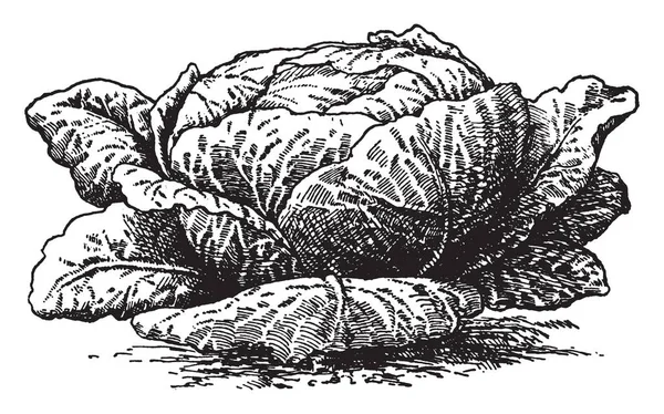 这是常见的卷心菜的形象 主要用于沙拉和 Slaws 复古线画或雕刻插图 — 图库矢量图片