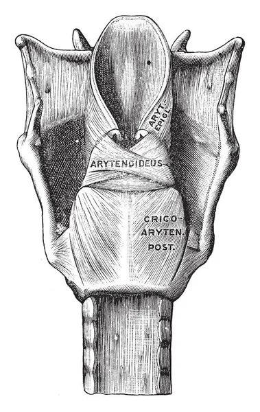 这个例证代表喉头的肌肉的后面看法 复古线图画或雕刻例证 — 图库矢量图片