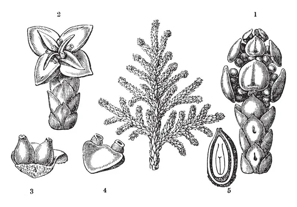 生物区系植物及其不同部位的图片 包括锥形 卵巢和水果 复古线画或雕刻插图 — 图库矢量图片