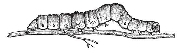 非常にわずかな繭 ビンテージの線描画や彫刻イラストを作るイモムシの中で Catocala Fraxini の幼虫 — ストックベクタ